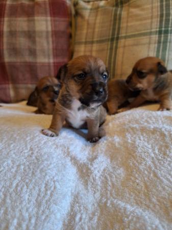 6 stunning Jack Russell puppies from a licenced breeder for sale in Thetford, Norfolk - Image 2