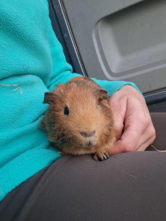 Image 1 of 8 Male Guinea Pigs available