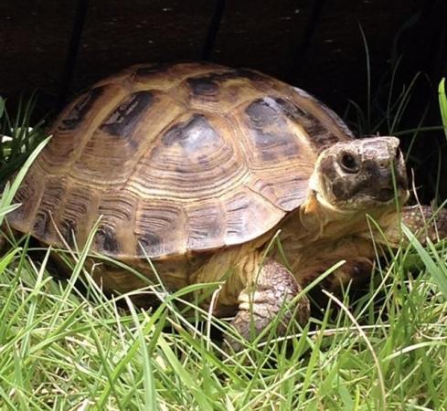 Image 5 of 15 year old Male Horsfield (Russian) tortoise for sale