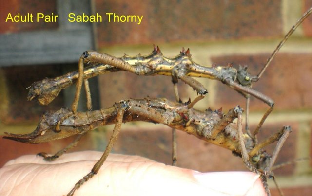 Image 6 of Sungaya Sunny  and Sabah  Stick Insect Nymphs