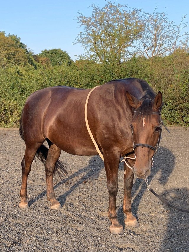 Preview of the first image of 16.2hh Mare for loan/share - To stay at current yard.