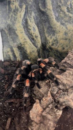 Image 1 of Mexican red knee tarantula with enclosure