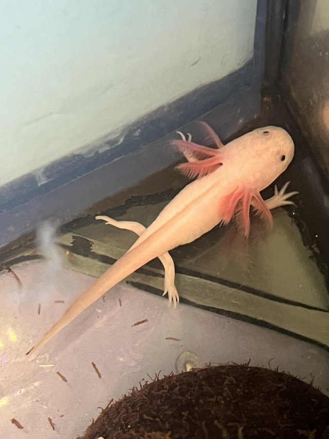 Preview of the first image of Axolotl’s unsexed Leucistic, 5 available.
