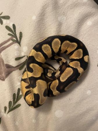 Image 2 of Leopard ODYB Ball python for sale