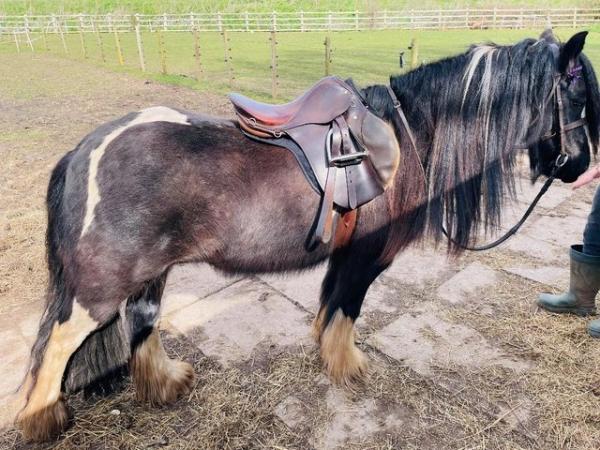 Image 2 of REDUCED Beautiful Kind Hearted Cob Mare Project