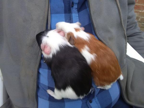 Image 5 of 2 Baby boy Guinea Pigs Bonded Litter Brothers 8 weeks old