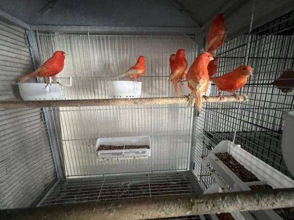 Image 4 of Beautiful dark red factor canaries for sale in Greenock