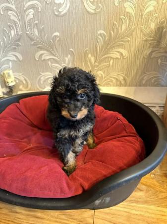 Image 9 of Male female phantom brown/white black/tan toy poodle puppies