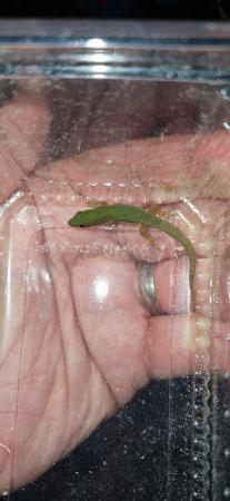 Image 2 of CB23 baby lined day gecko(phelsuma lineata)