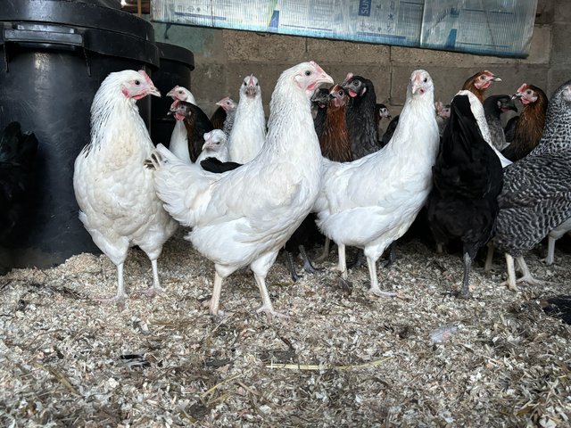 Preview of the first image of Pol highbrid hens for sale.