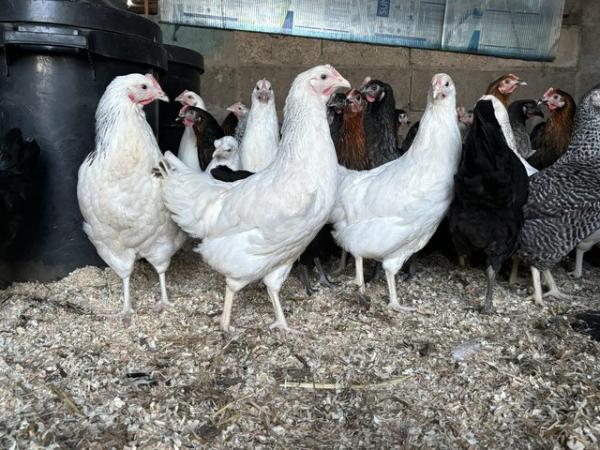 Image 1 of Pol highbrid hens for sale