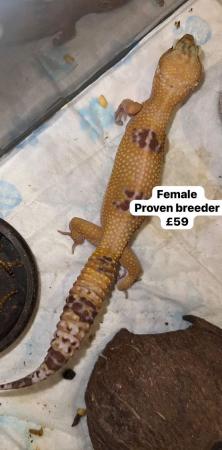 Image 13 of Reduced - leopard geckos for sale