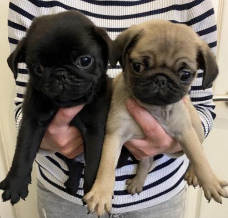 Image 1 of KC fully vaccinated Pug Puppies