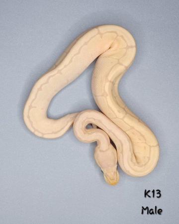 Image 5 of Various Hatchling Ball Python's CB23 - Availability List