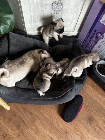 Image 3 of ??4 Gorgeous PURE pugs For Sale