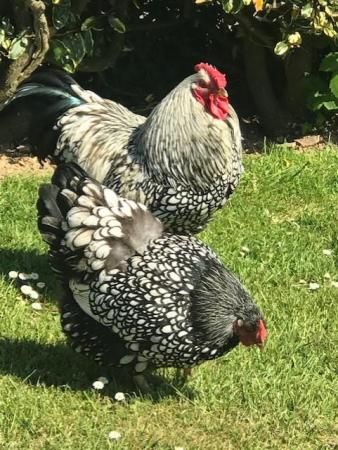 Image 1 of Silver Laced Wyandotte Large fowl Hatching eggs