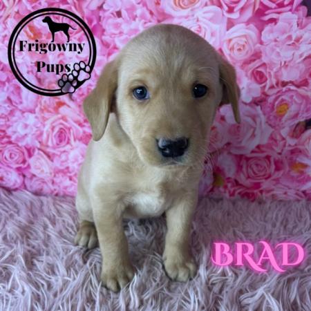 Image 8 of **PRICE REDUCED** KC Reg Yellow Labrador Boy Puppies