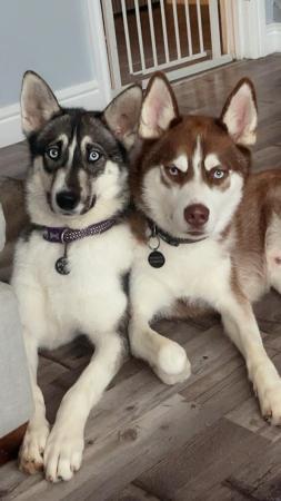 Image 2 of Two female Husky puppies