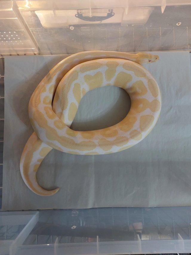 Preview of the first image of Trio of Royal pythons for sale.