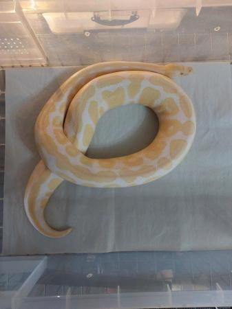 Image 1 of Trio of Royal pythons for sale
