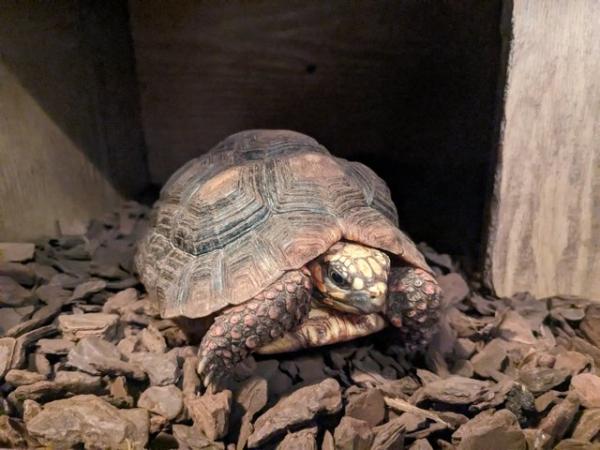 Image 2 of Two redfoot tortoises forsale
