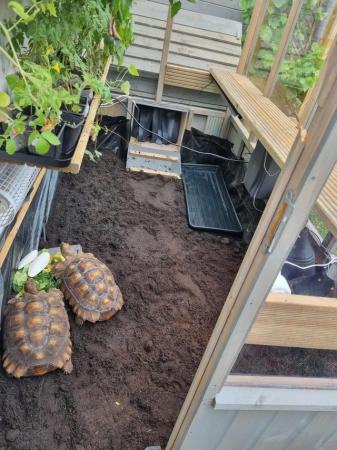 Image 4 of Large sulcata tortoise and setup