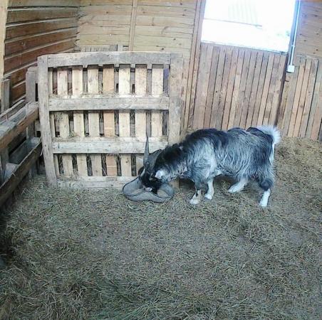 Image 5 of Male Pygmy Goat For Sale £200