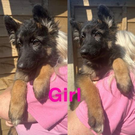 Image 4 of Last 2 German Shepherd puppies looking for there forever hom