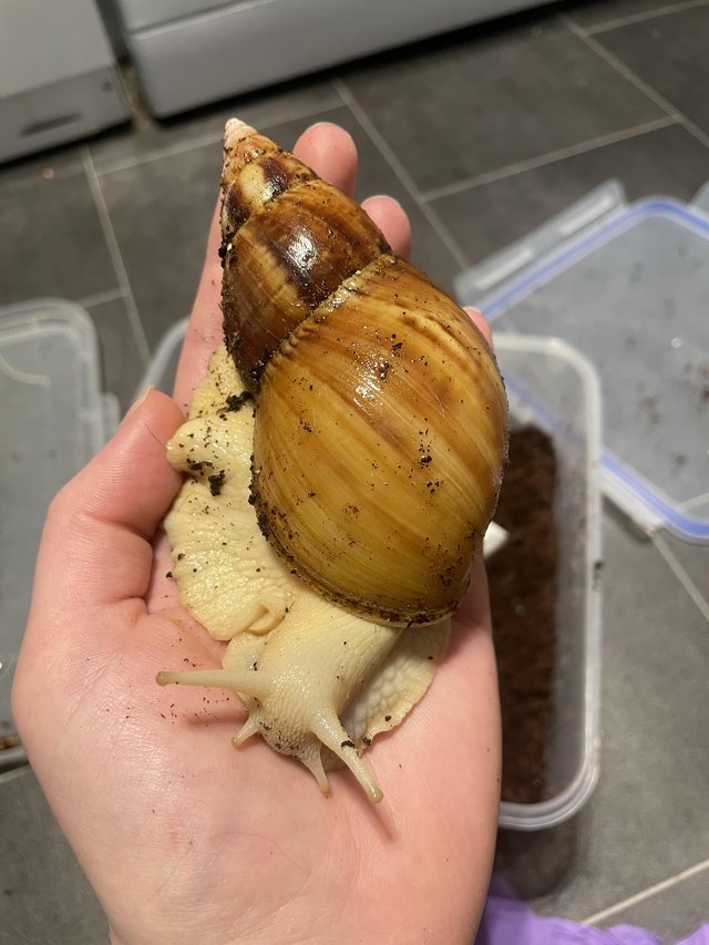 Preview of the first image of Giant African land snails.