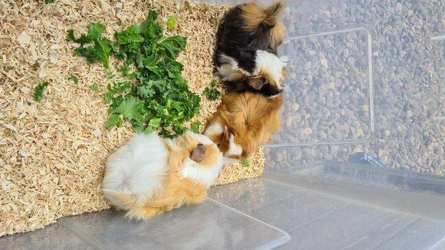 Image 5 of Adorable baby Guineapig's for sale.