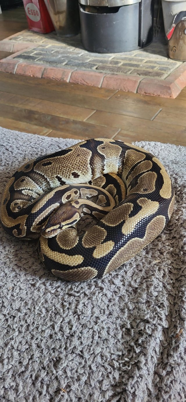 Adult Royal Python + 4ft viv setup — photo 2 of 4