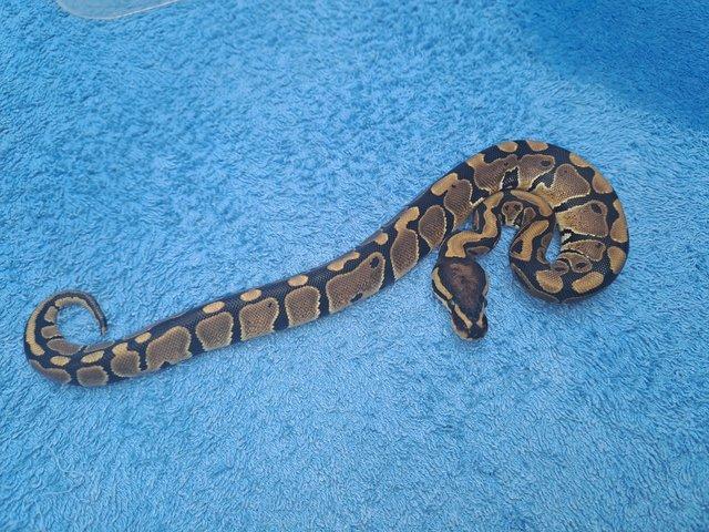 Preview of the first image of Royal python male baby cb23.