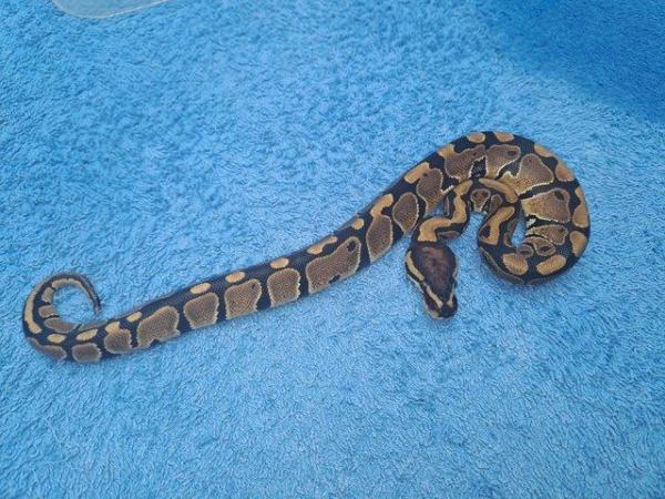 Image 1 of Royal python male baby cb23