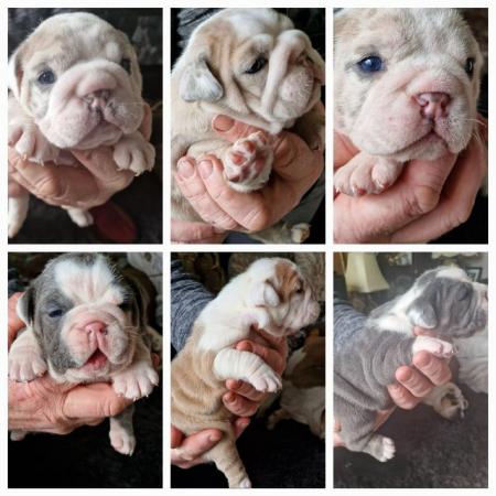 Image 6 of Bulldog puppies for sale