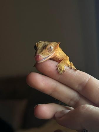 Image 6 of Juvenile crested gecko and tank for sale