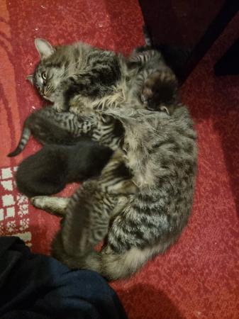 Image 10 of Ready to go ASAP Maine coon Cross kittens
