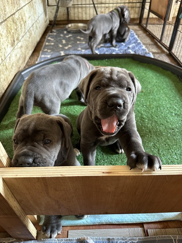 Preview of the first image of Beautiful big blue cane corso puppies.