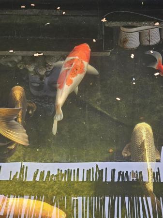 Image 7 of Koi fish for sale closing down my pond