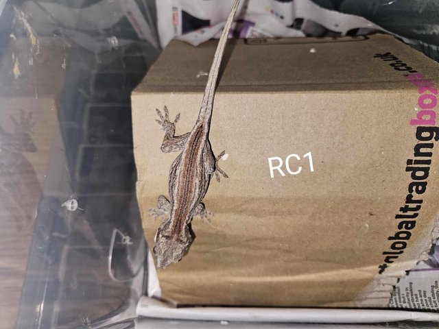 Preview of the first image of REDUCED, Red Stripe Gargoyle Gecko, CB 23 Unsexed.
