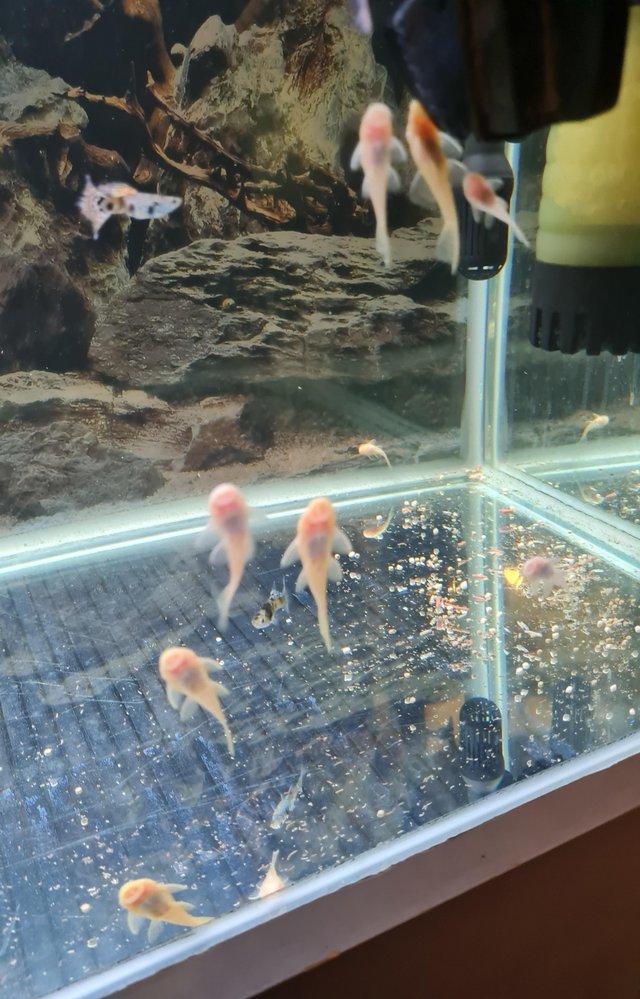 Preview of the first image of Albino bristlenose pleco youngsters.