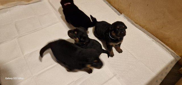 Image 14 of Chunky fluffy Shepweiler puppies