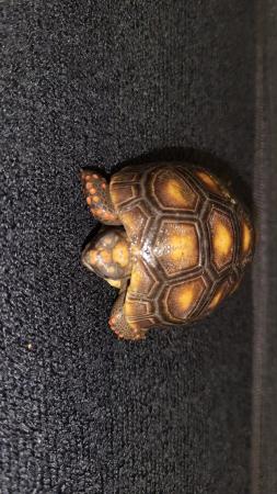 Image 1 of REDFOOT TORTOISE BABIES FOR SALE