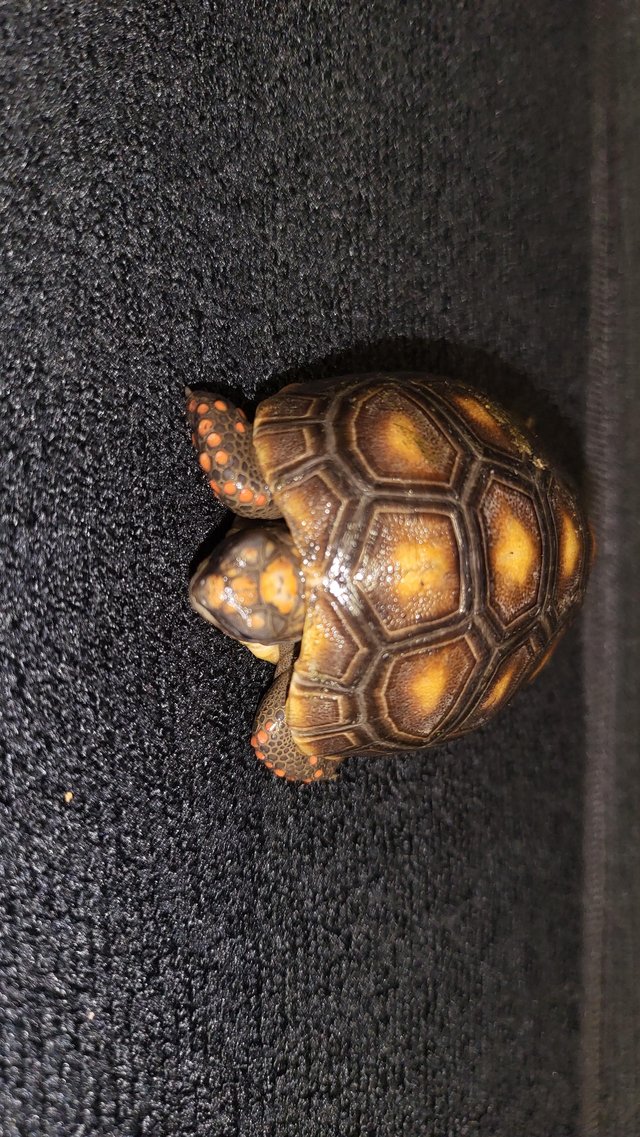 Preview of the first image of REDFOOT TORTOISE BABIES FOR SALE.
