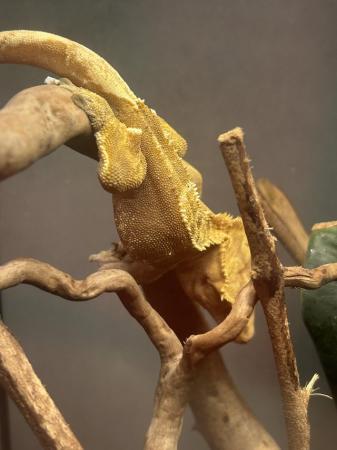 Image 3 of Crested gecko for sale.