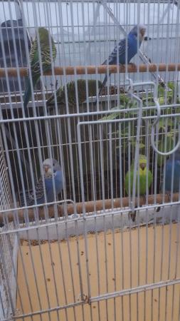 Image 4 of 7   x3mth old budgies for sale ..£35 for all