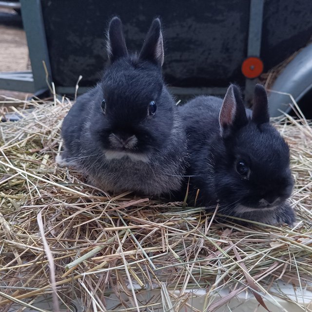 Preview of the first image of Netherland dwarf tame baby rabbits.