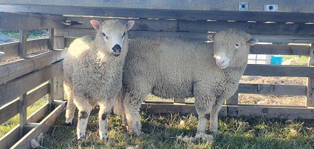 Image 1 of 7 month old poll dorset ram lambs for sale