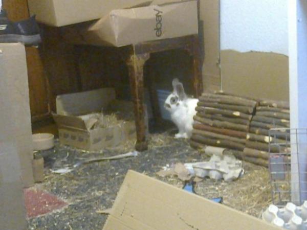 Image 5 of Lionhead/mini lop rabbit with accessories in Tyne and Wear