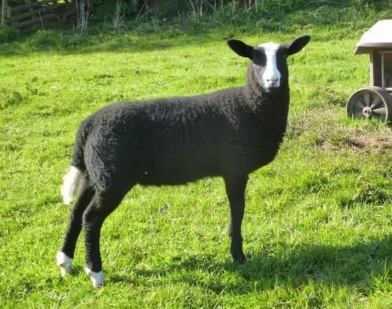 Image 3 of Zwartble s MVacc well bred pedigree Redgate ewe lambs