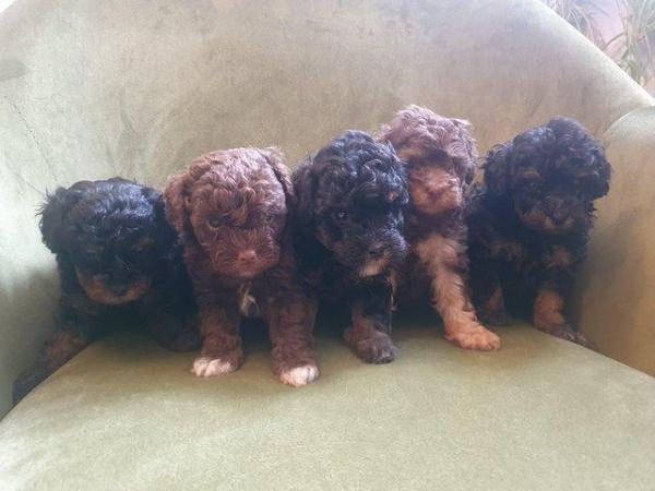 Image 19 of kc reg tiny chocolate toy poodle for stud only